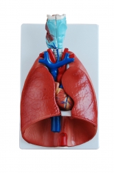 Heart and Lungs Model